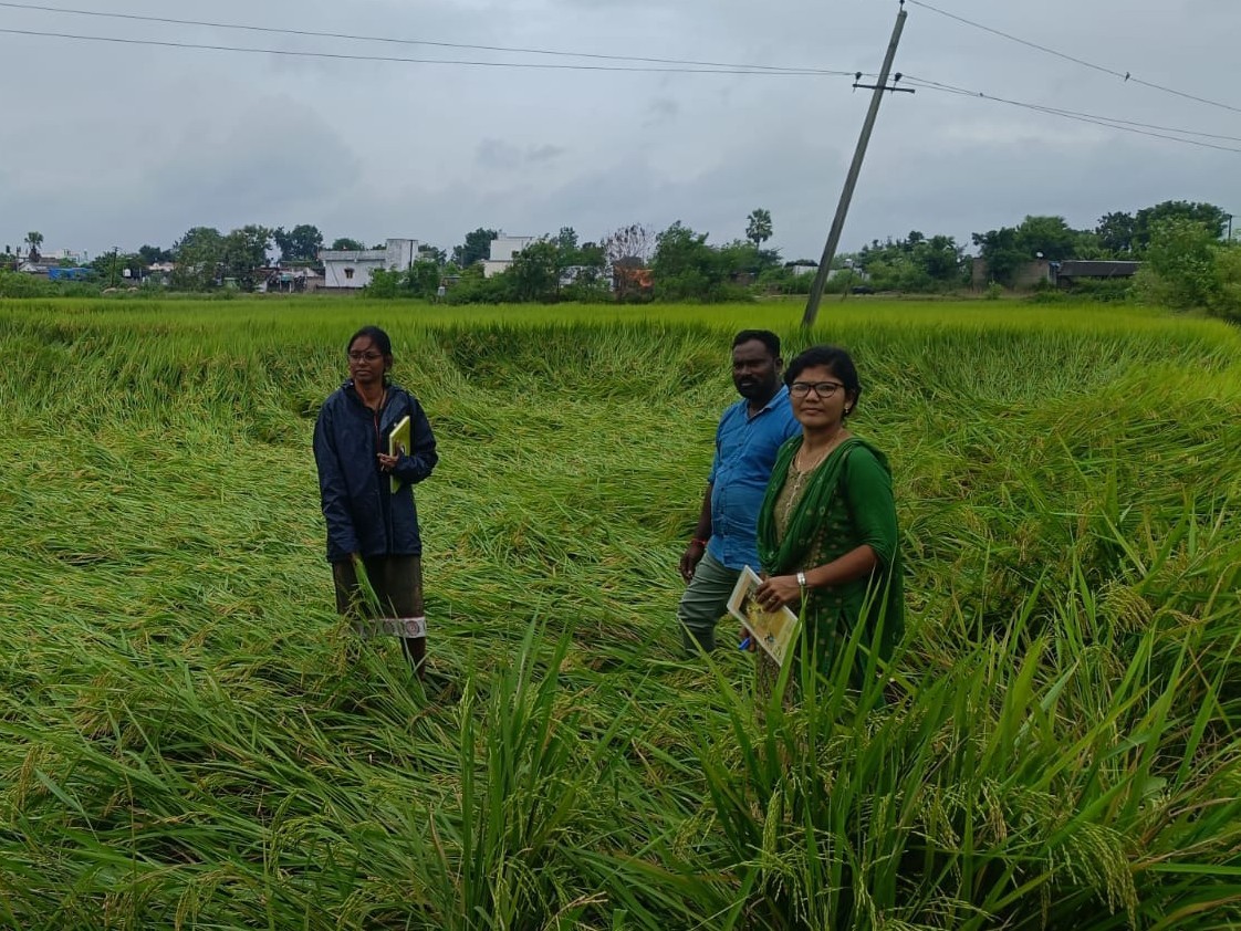పంటలను పరిశీలించిన అధికారులు