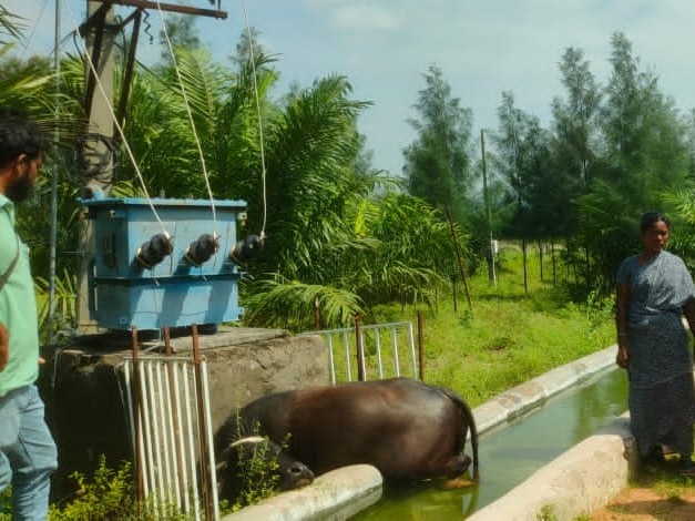 విద్యుత్ షాక్ తో గేదె మృతి