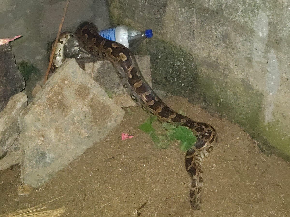 జనావాసాలలోకి వచ్చిన భారీ కొండచిలువ