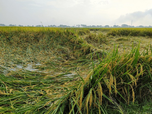 మొంథా తుఫాన్ ఎఫెక్ట్.. రైతులకు భారీ నష్టం