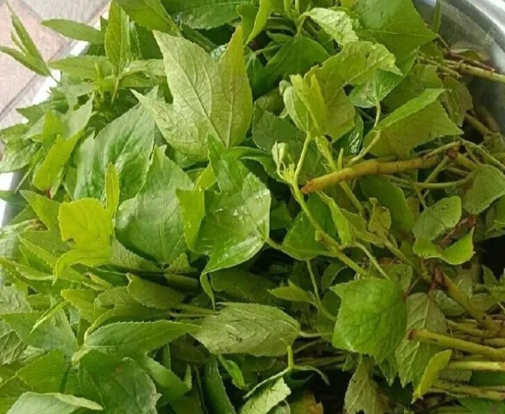 పాలకొల్లులో ఆకుకూరలకు డిమాండ్