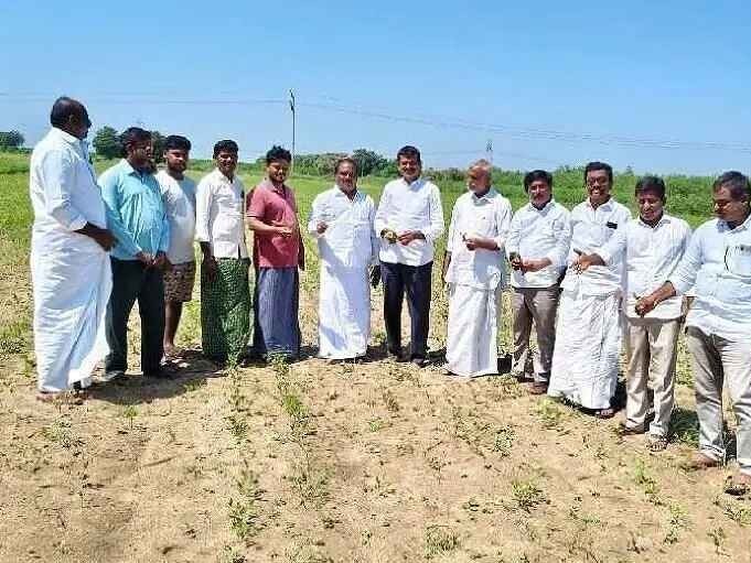 ‘మినుము పంట పరిశీలించిన YCP నాయకులు’