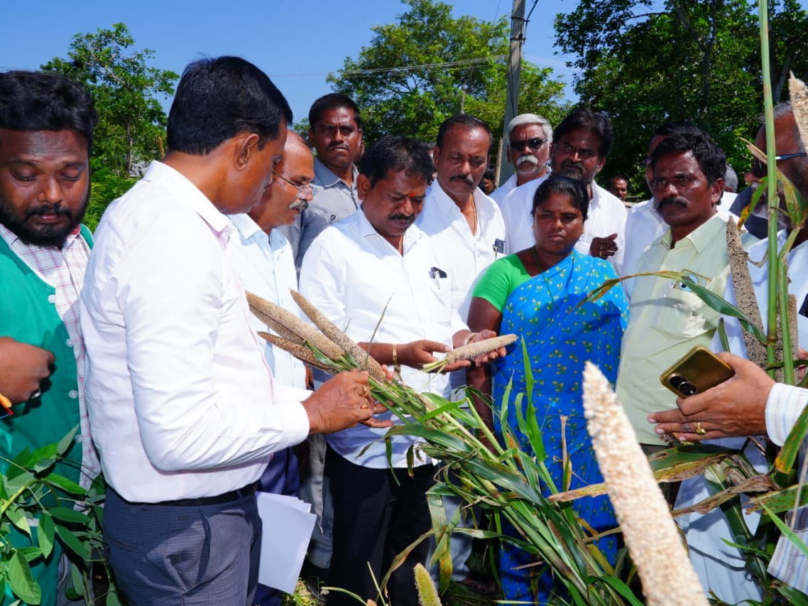 సజ్జ పంటను పరిశీలించిన మంత్రి స్వామి