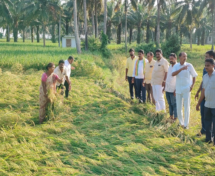 సిలగాం లొ పంటనష్టం పరిశీలించిన ఎమ్మెల్యే గొండు శంకర్