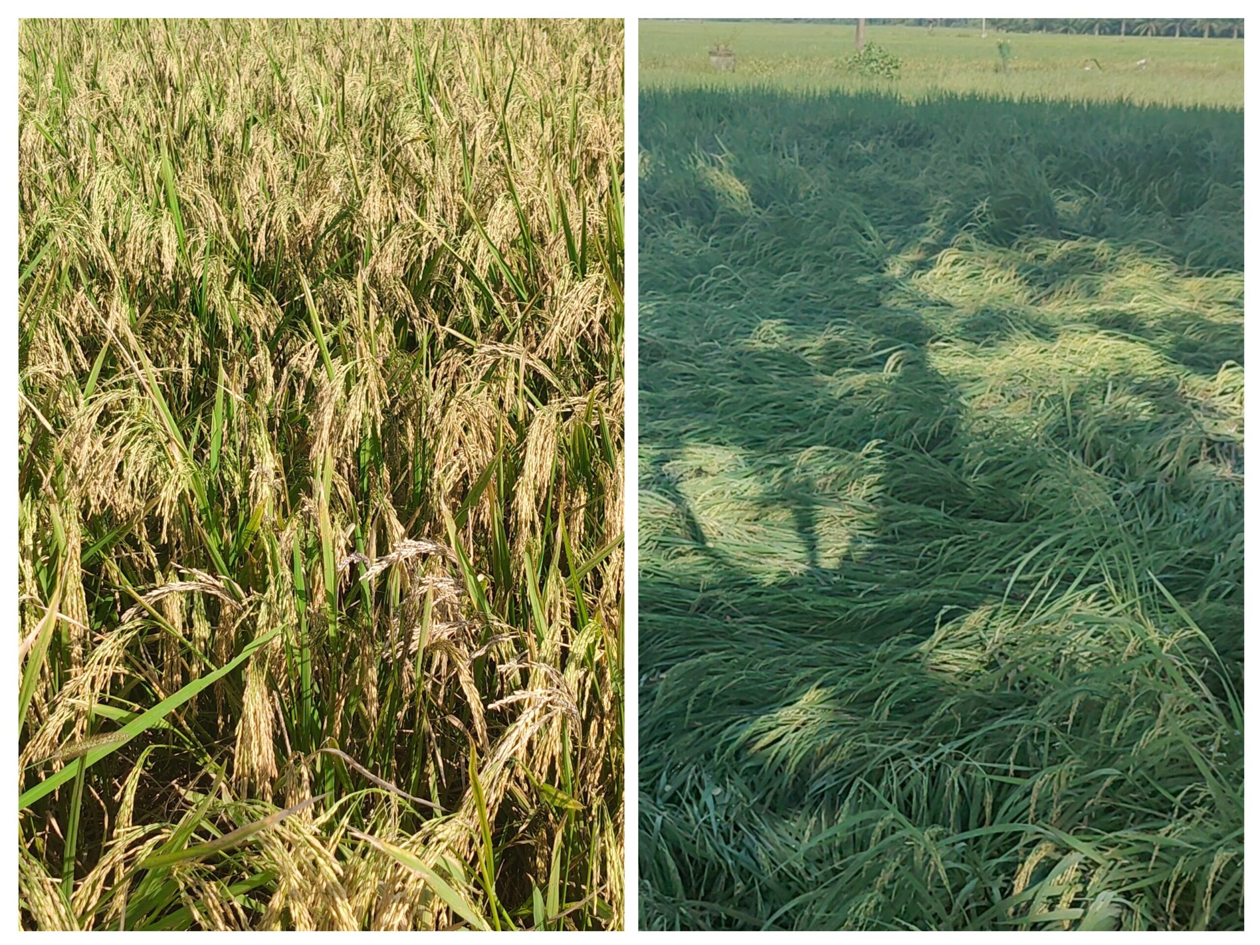 తుఫాన్‌ను తట్టుకున్న సేంద్రియ వరి!