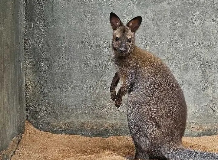 తిరుపతి జూలో వాలబీ మృతి