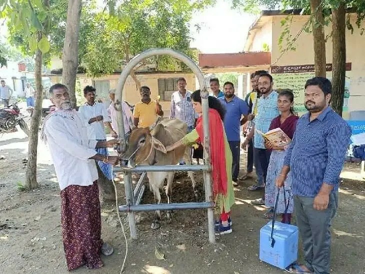 పశువులకు ఉచితంగా గాలికుంటు నివారణ టీకాలు