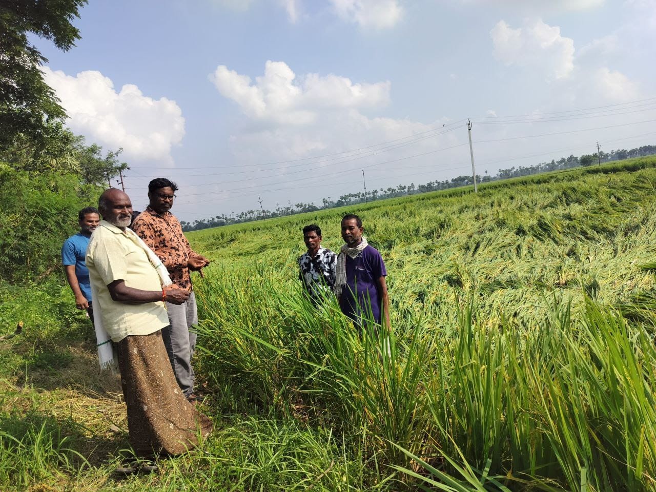 వరి పంట నష్టాన్ని పరిశీలించిన వ్యవసాయ అధికారి