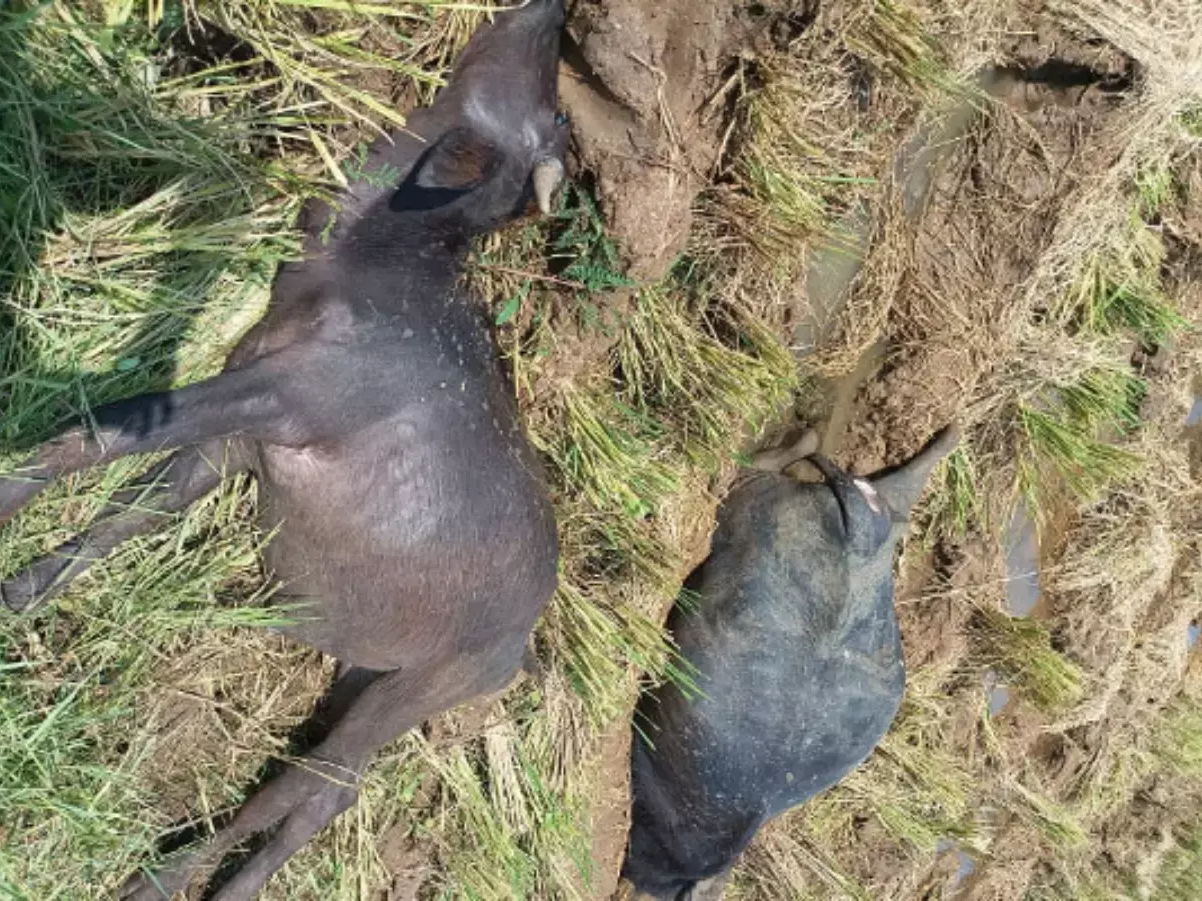 విద్యుత్ షాక్‌తో మూడు గేదలు మృతి