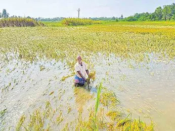 ‘భారీ వర్షాలకు పంటనష్టం జరిగినప్పుడు హడావిడి’