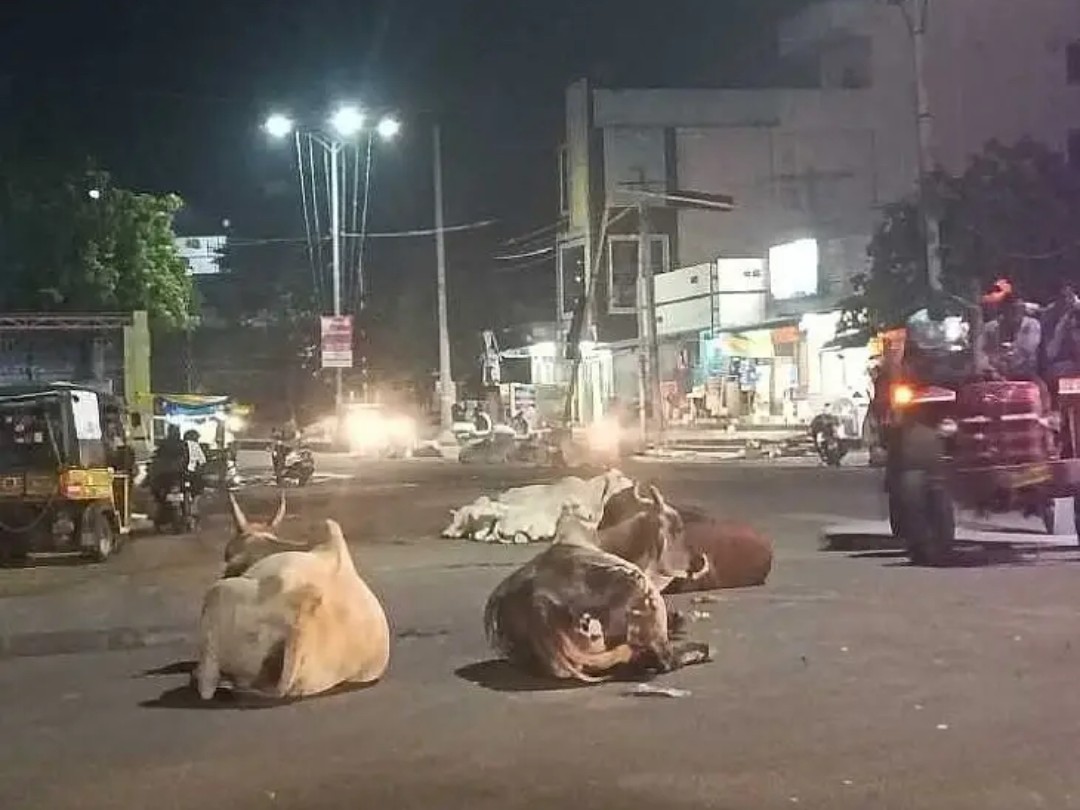 ప్రధాన రహదారిపై ఆవుల సంచారం