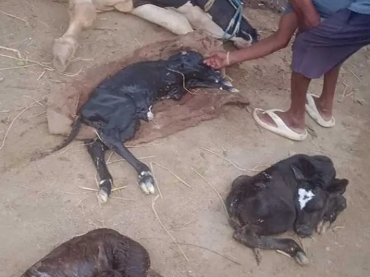 నాచినపల్లిలో అరుదైన ఘటన