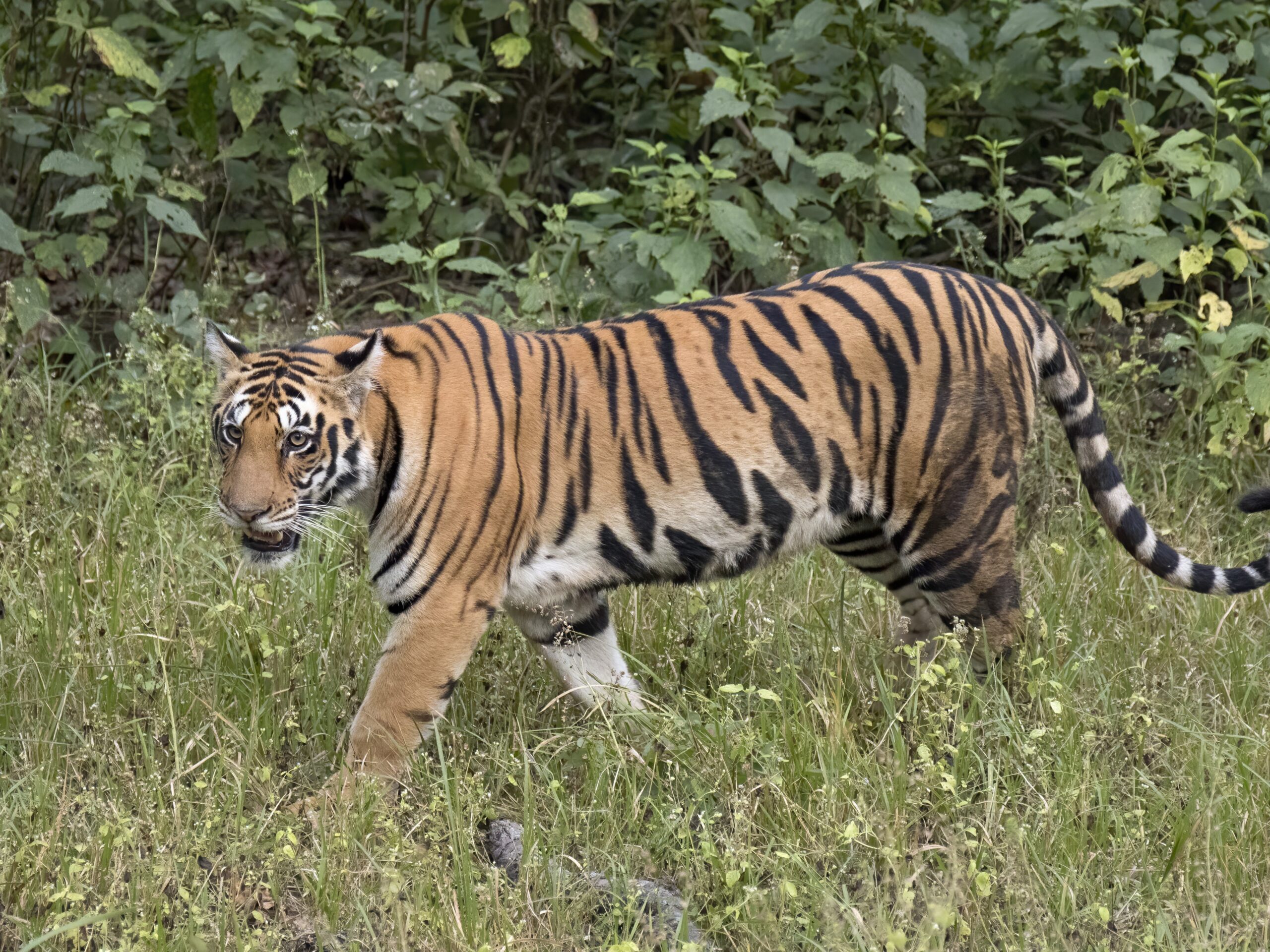 కునుకు లేకుండా చేస్తున్న పులి సంచారం