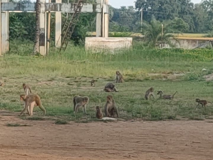 పాఠశాలలో నిత్యం కోతుల బెడద