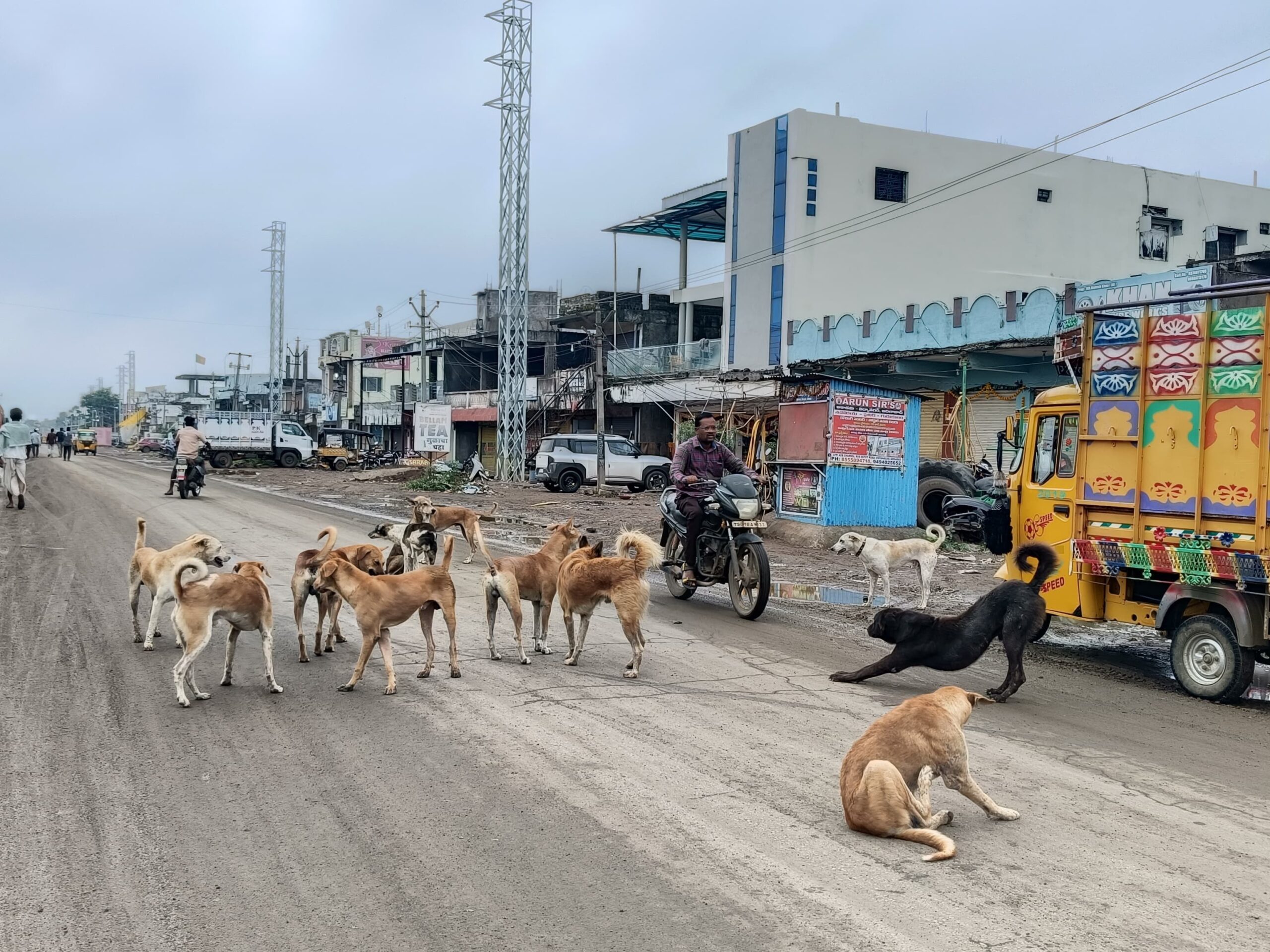 కుక్కల బెడద …భయాందోలనలో స్థానికులు