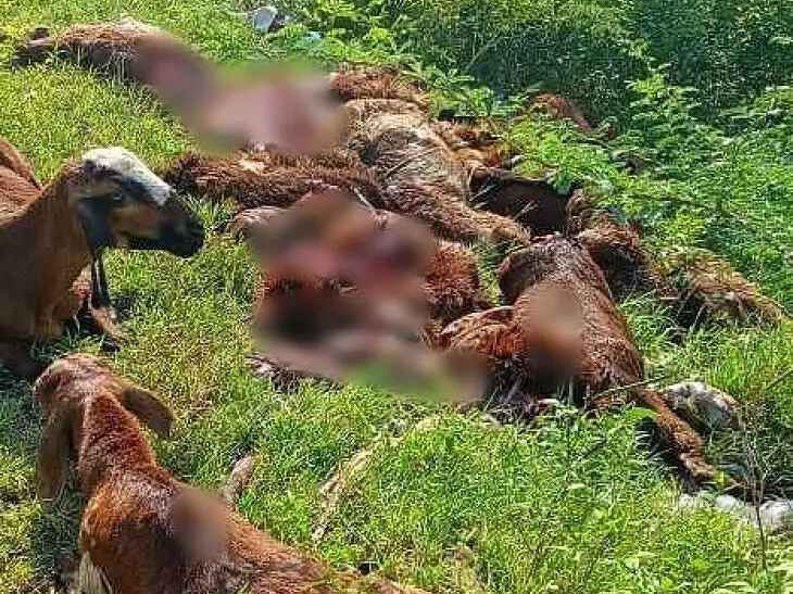 రైలు ఢీకొని 30కిపైగా గొర్రెలు మృతి