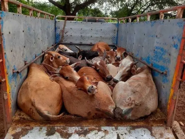 “పశువులను అక్రమంగా తరలిస్తున్న ఇద్దరు వ్యక్తులు అరెస్ట్”