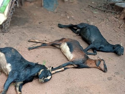 విద్యుత్ ఘాతంతో మూడు మేకలు మృతి