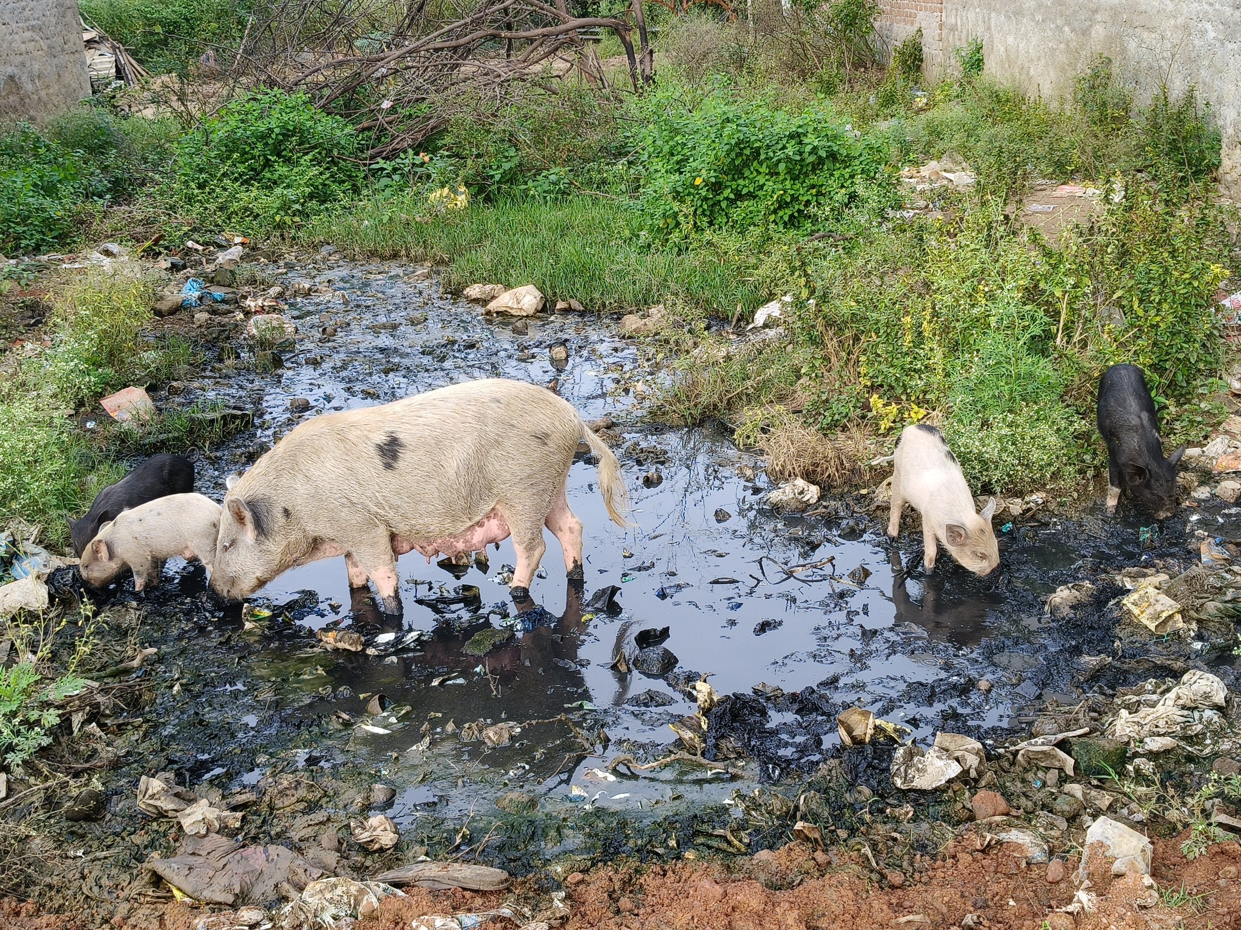 ఎదిరలో పారిశుద్ధ్యం కనుమరుగు