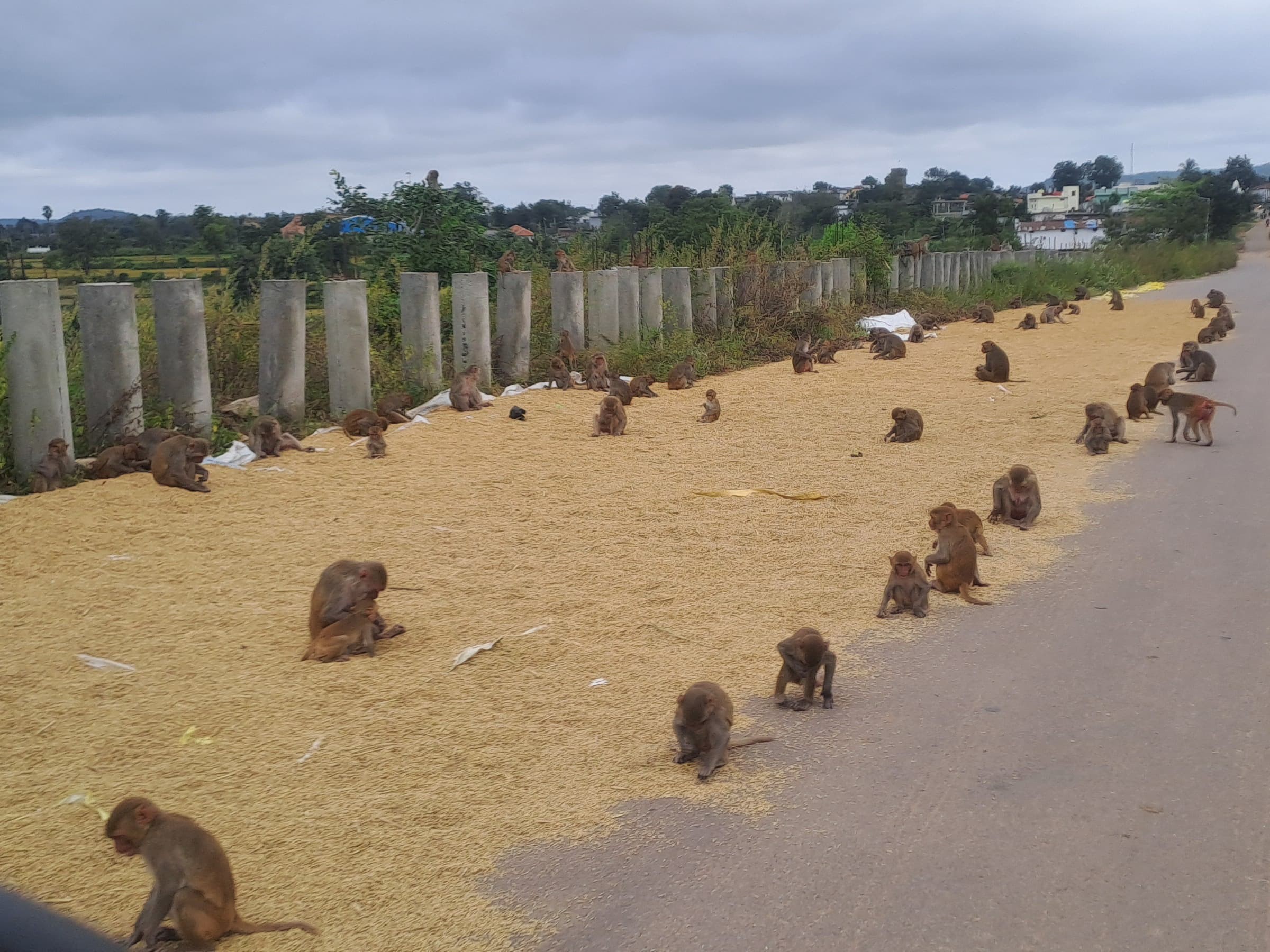లక్ష్మాపూర్‌లో కోతుల దండు