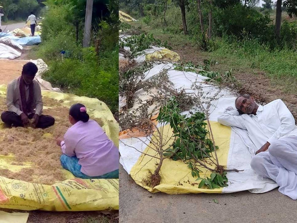 ధాన్యంలో మొలకలు.. రైతన్న కళ్లల్లో నీళ్లు