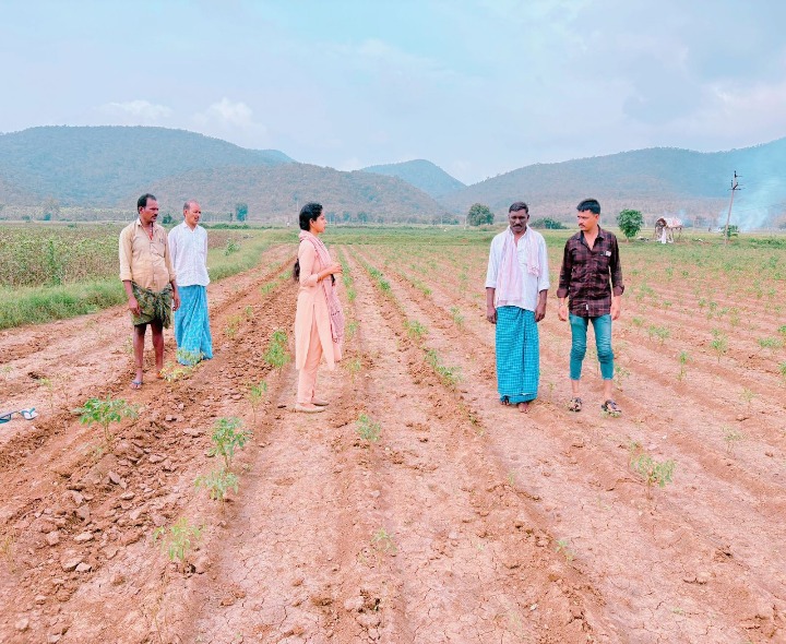 అర్ధవీడులో పంటను పరిశీలించిన ఉద్యాన శాఖ అధికారి