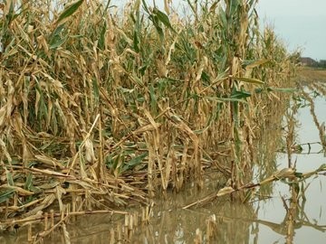 మొక్కజొన్న రైతులను నిండా ముంచిన వర్షం