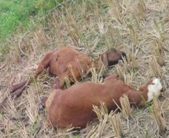 విద్యుత్ షాక్‌తో గొర్రెలు మృతి