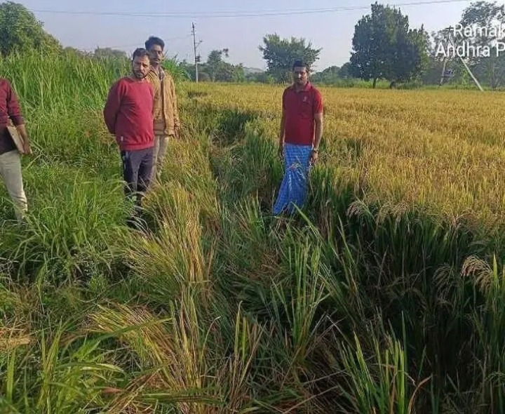 రామకుప్పంలో ఏనుగుల దాడితో వరి పంట నాశనం