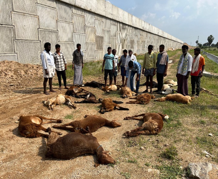 25 గొర్రెలు అనుమానాస్పద స్థితిలో మృతి