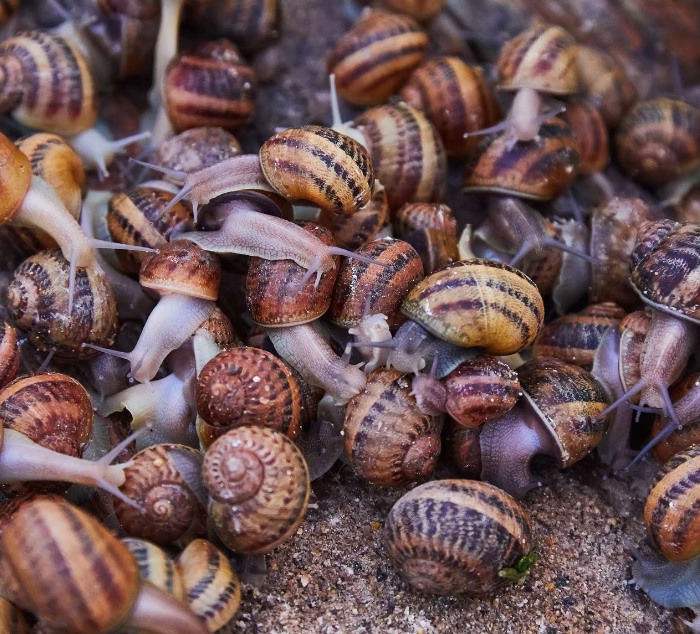 డేంజర్.. హైదరాబాద్‌లో ఆఫ్రికన్ నత్తలు!