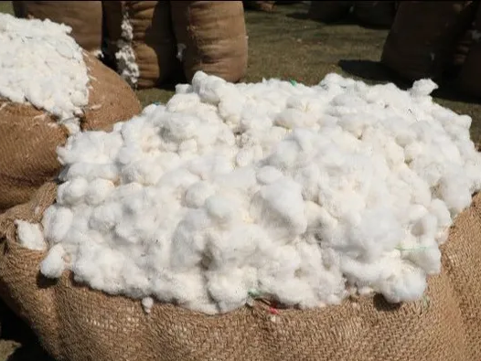 నేటి నుంచి పత్తి కొనుగోలు ప్రారంభం