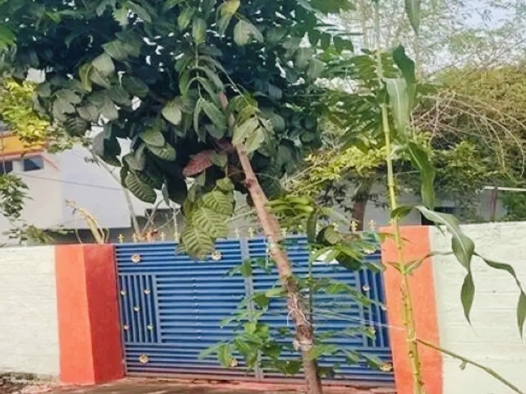 చూపరులను ఆకర్షిస్తున్న 12 అడుగుల జొన్న మొక్క