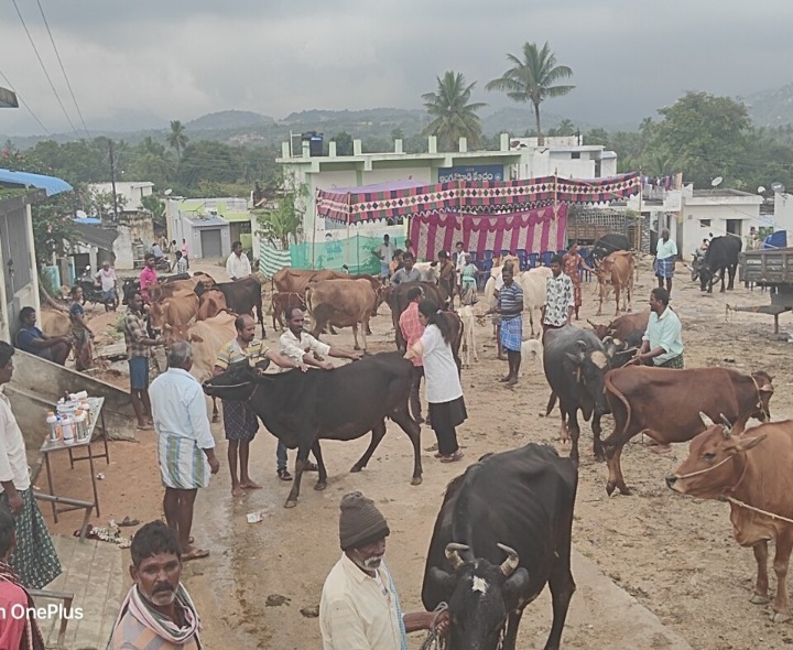 195 పశువులకు పిడుదల నివారణ మందు