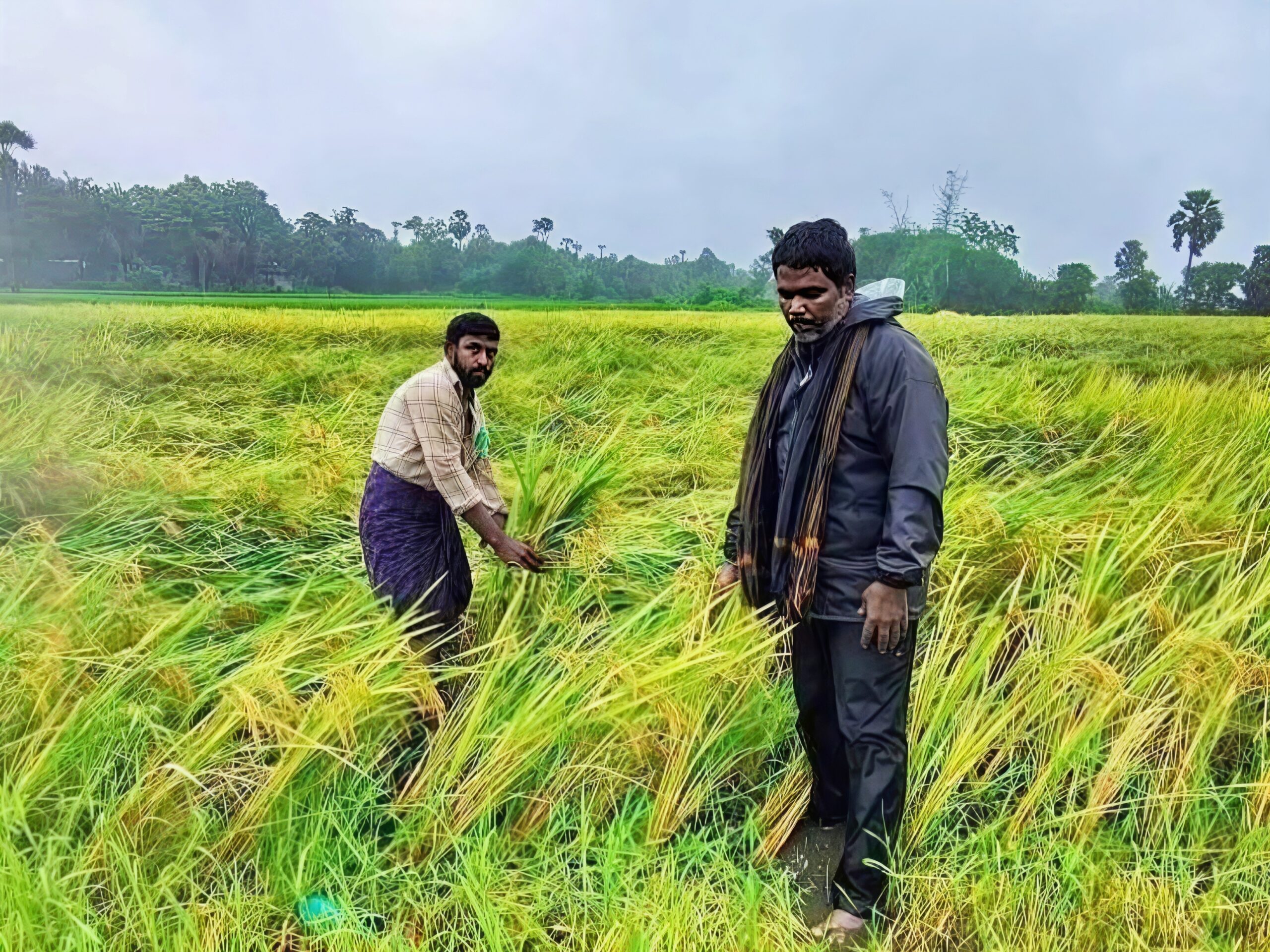 తుఫాన్‌తో 13 హెక్టర్లలో పంట నష్టం