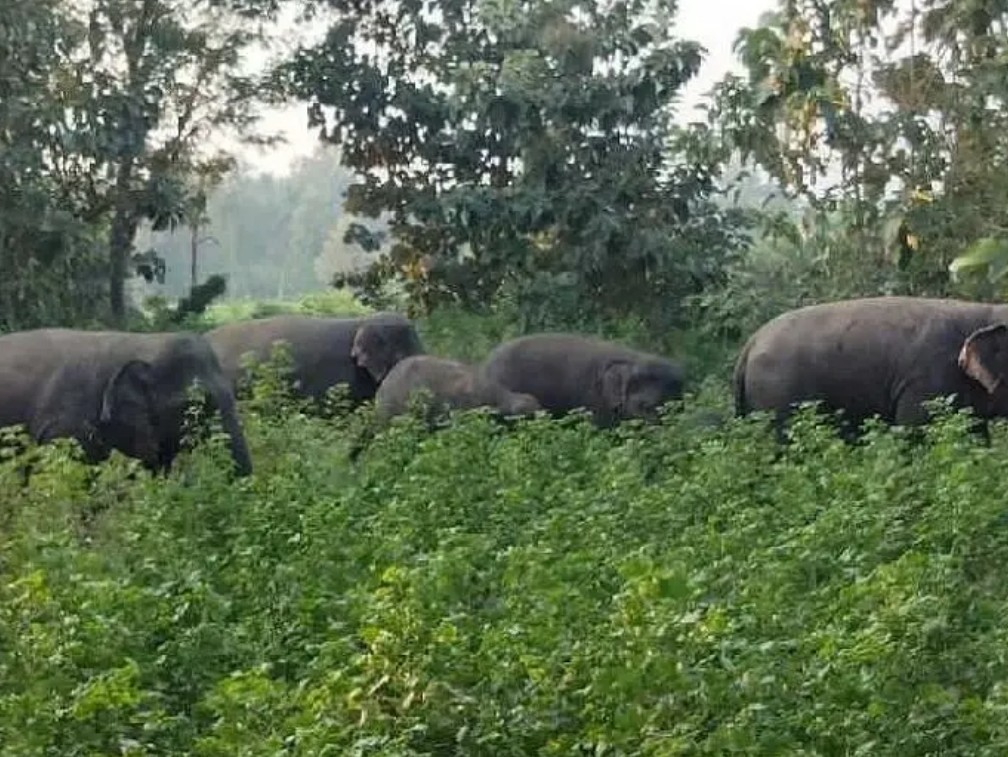 ఏనుగుల గుంపు సంచారం