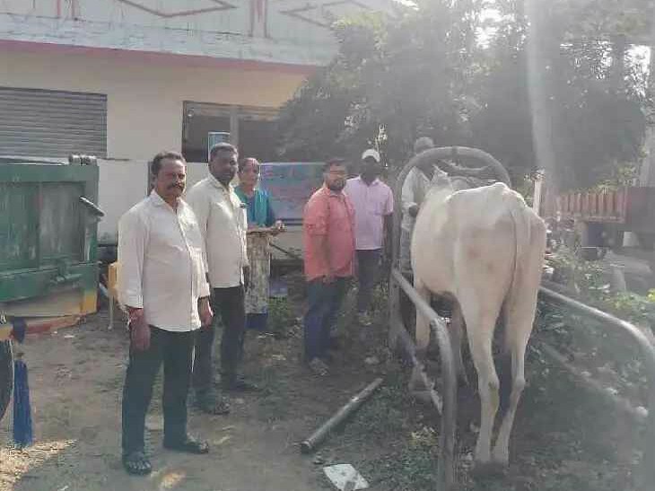 ఉచితంగా పశువులకు గాలికుంట టీకాలు’