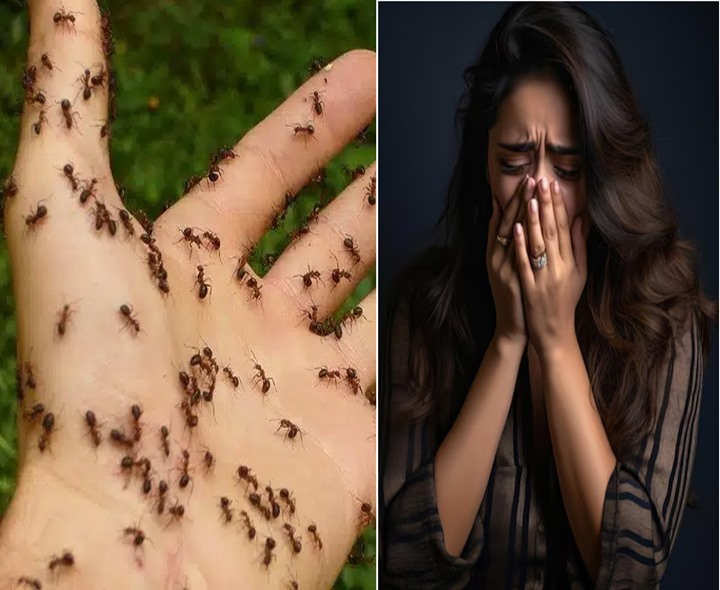 చీమల ఫోబియా ఉంటుందా..?