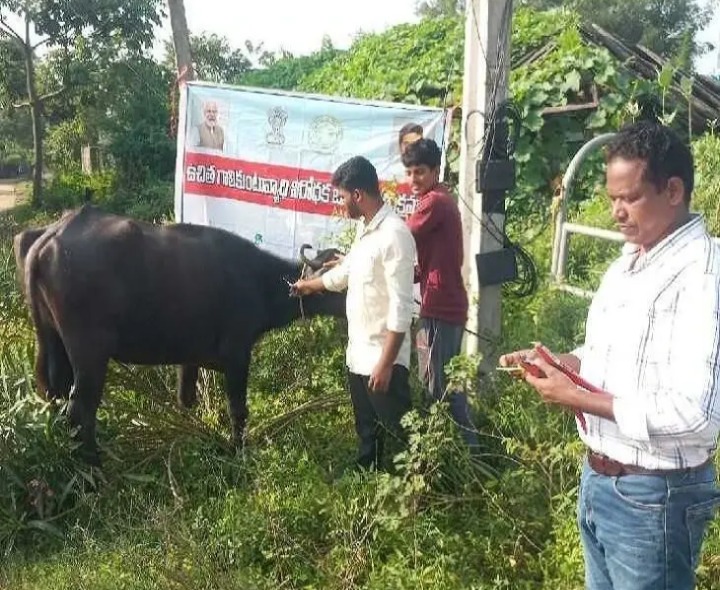 ‘పశువులకు గాలికుంటు టీకా కార్యక్రమం’