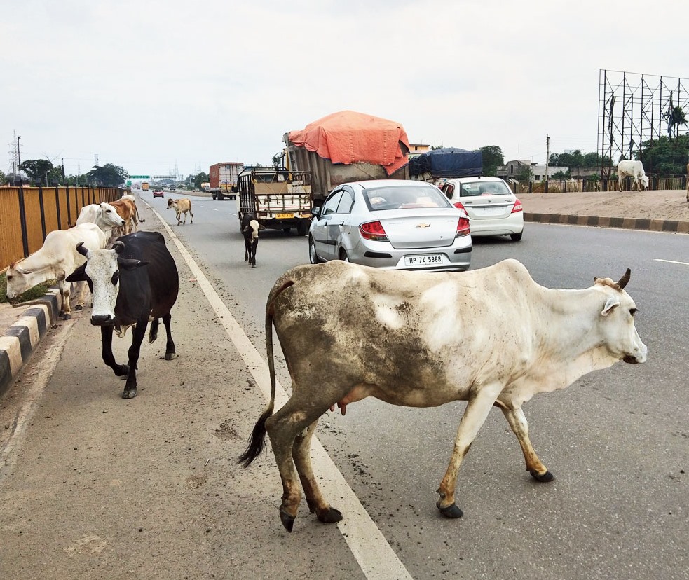 హైవేలపై జంతువులు.. సుప్రీం కోర్టు సీరియస్‌