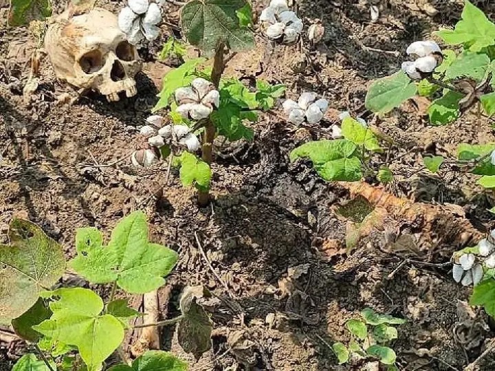 పత్తి చేనులో పుర్రె, ఎముకలు