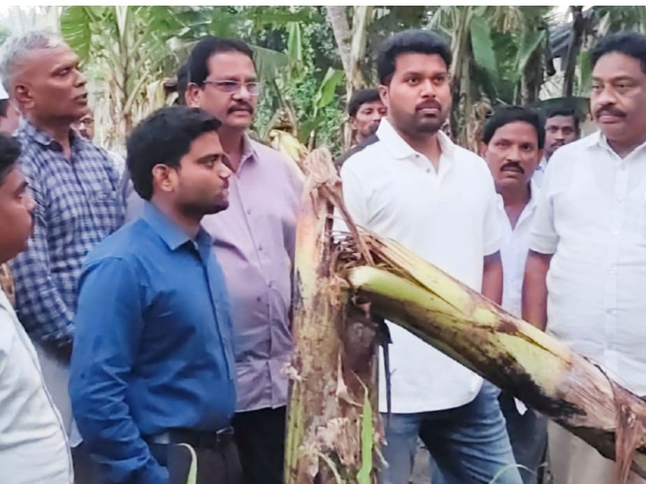 దెబ్బతిన్న వరి, అరటి పంటలను పరిశీలించిన కలెక్టర్