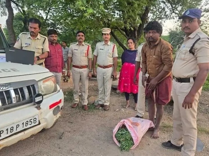వెల్దుర్తిలో భారీగా అక్రమ గంజాయి పట్టివేత