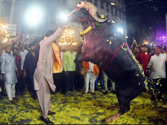 బాలానగర్‌లో..  నేడు సదర్ ఉత్సవాలు