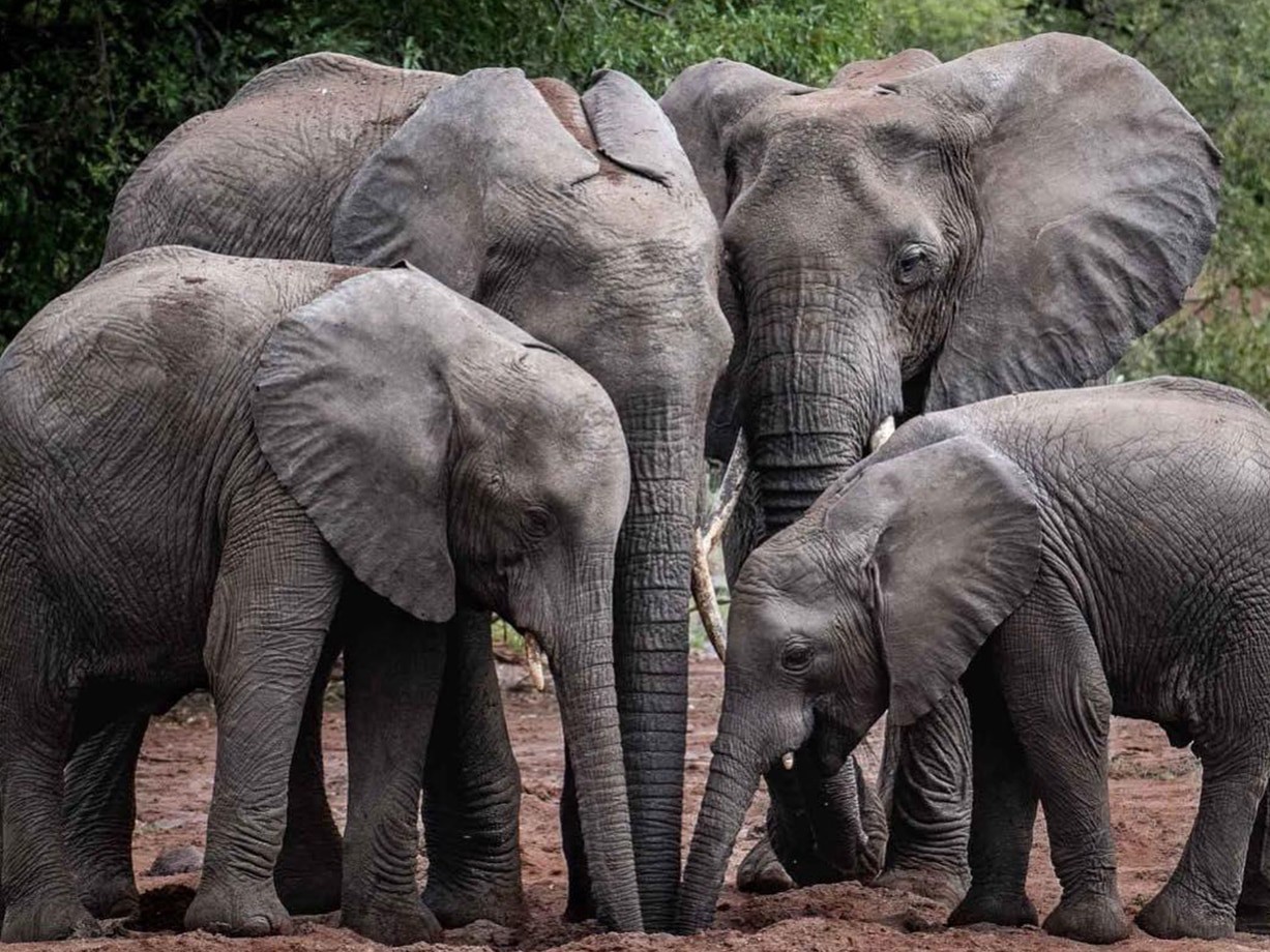 కురుపాంలో సంచరిస్తున్న ఏనుగుల గుంపు