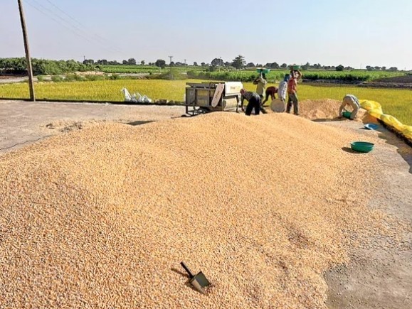 ఆలస్యమవుతున్న మక్కల కొనుగోళ్లు.. రైతుల ఆందోళన