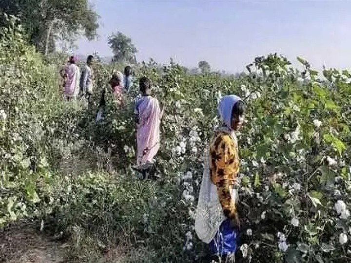 ఇటు పంట నష్టం.. అటు ఆర్థిక భారం!