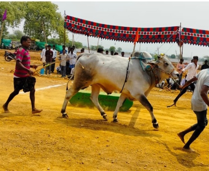 కాజీపేటలో రేపు బండలాగుడు పోటీలు