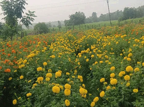 బంతిపూల సాగు.. లాభాల్లో రైతు