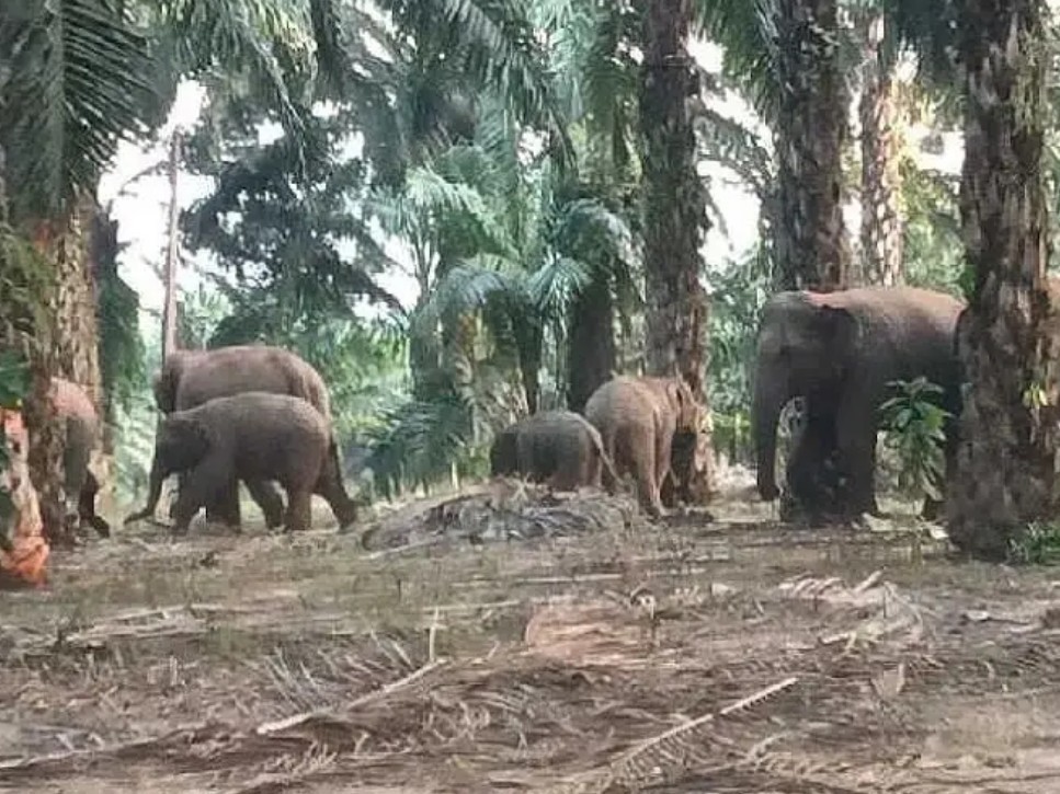 మన్యంలో ఏనుగుల గుంపు సంచారం